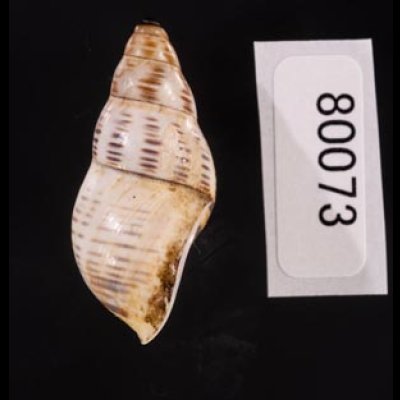 ティモールマレーマイマイ Amphidromus timorensisfig.3