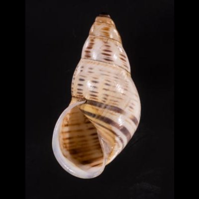 ティモールマレーマイマイ Amphidromus timorensisfig.1