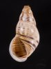 ティモールマレーマイマイ Amphidromus timorensisfig.1