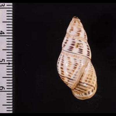 ティモールマレーマイマイ Amphidromus timorensisfig.2