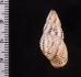 ティモールマレーマイマイ Amphidromus timorensisfig.2