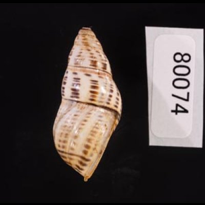ティモールマレーマイマイ Amphidromus timorensisfig.3
