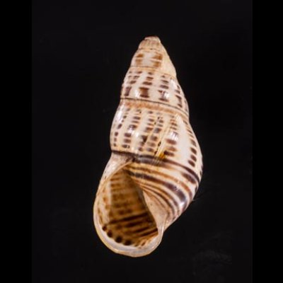ティモールマレーマイマイ Amphidromus timorensisfig.1
