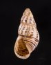 ティモールマレーマイマイ Amphidromus timorensisfig.1
