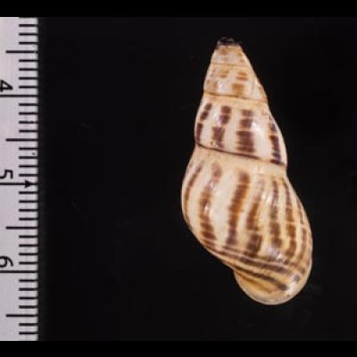 ティモールマレーマイマイ Amphidromus timorensisfig.2