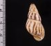 ティモールマレーマイマイ Amphidromus timorensisfig.2