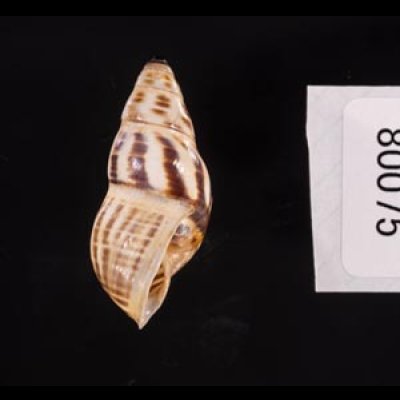 ティモールマレーマイマイ Amphidromus timorensisfig.3