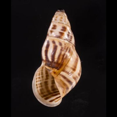 ティモールマレーマイマイ Amphidromus timorensisfig.1