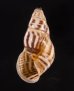 ティモールマレーマイマイ Amphidromus timorensisfig.1