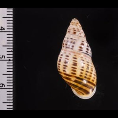 ティモールマレーマイマイ Amphidromus timorensisfig.2