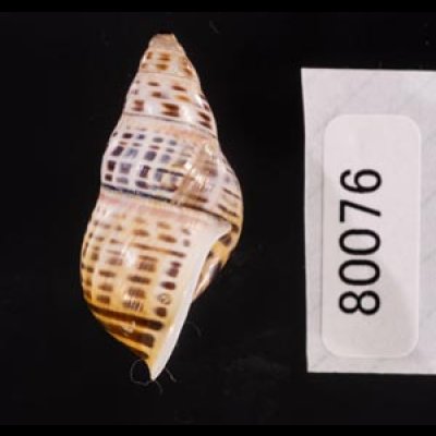 ティモールマレーマイマイ Amphidromus timorensisfig.3