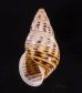 ティモールマレーマイマイ Amphidromus timorensisfig.1