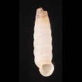 シロハイチオオサナギ (仮称)