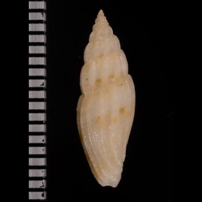 ヤスリコトツブ Cytharopsis  radulinafig.2