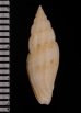 ヤスリコトツブ Cytharopsis  radulinafig.2