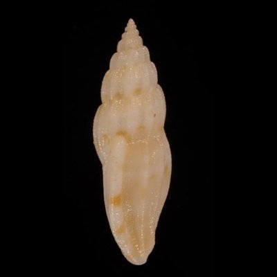ヤスリコトツブ Cytharopsis  radulinafig.3