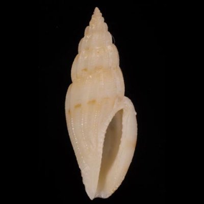 ヤスリコトツブ Cytharopsis  radulinafig.1