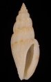ヤスリコトツブ Cytharopsis  radulinafig.1