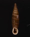 Carinigera lophauchena ロハウケンカバラギセル (仮称)