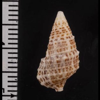 画像2: ハナヤカカニモリ