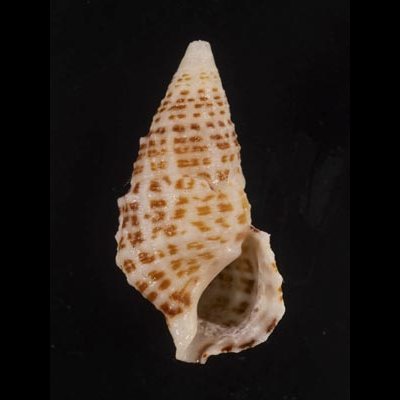 画像1: ハナヤカカニモリ