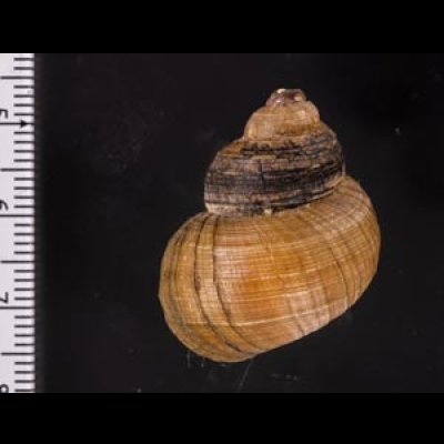 ラナオカドマルタニシ (仮称) Angulyagra alphafig.2