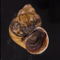 ラナオカドマルタニシ (仮称)