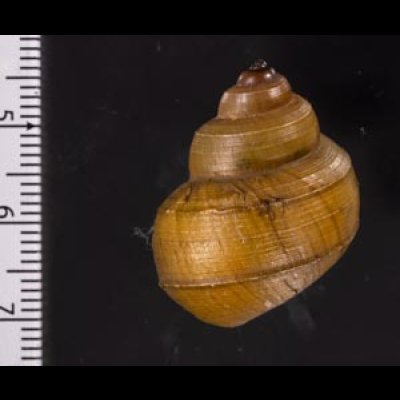 ラナオカドマルタニシ (仮称) Angulyagra alphafig.2