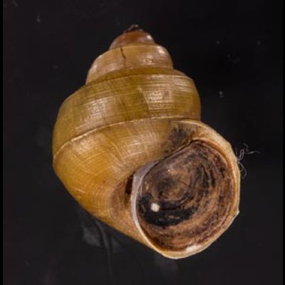 ラナオカドマルタニシ (仮称) Angulyagra alphafig.1