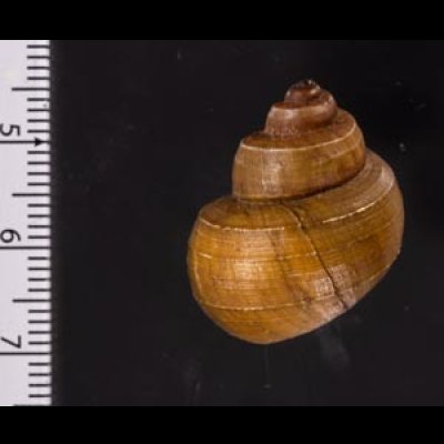 ラナオカドマルタニシ (仮称) Angulyagra alphafig.2