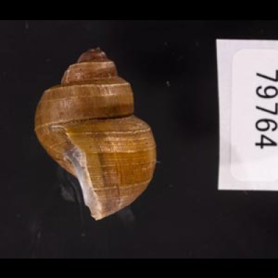 ラナオカドマルタニシ (仮称) Angulyagra alphafig.3
