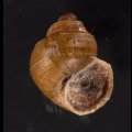 ラナオカドマルタニシ (仮称)