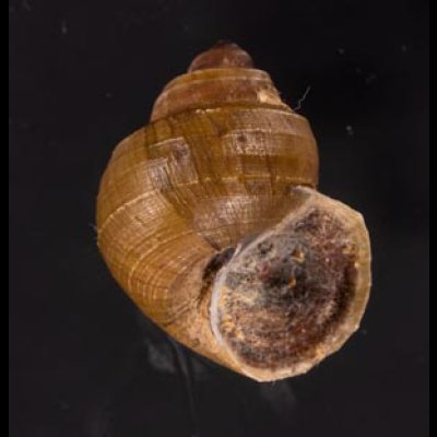 ラナオカドマルタニシ (仮称) Angulyagra alphafig.1