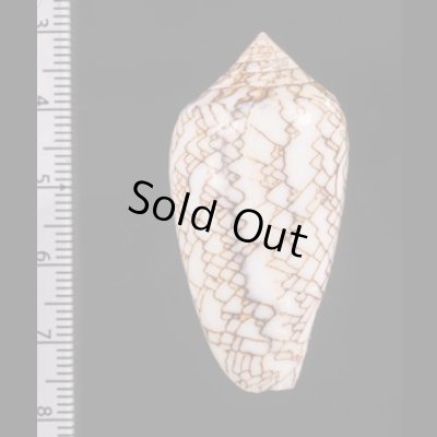 アクアタガヤサンミナシ (仮称) Conus textile aquatafig.2