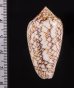 アクアタガヤサンミナシ (仮称) Conus textile aquatafig.2