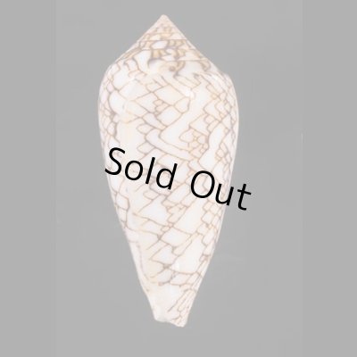 アクアタガヤサンミナシ (仮称) Conus textile aquatafig.3