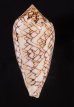 アクアタガヤサンミナシ (仮称) Conus textile aquatafig.3