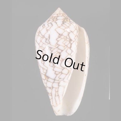 アクアタガヤサンミナシ (仮称) Conus textile aquatafig.1