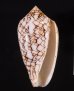 アクアタガヤサンミナシ (仮称) Conus textile aquatafig.1