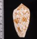 アクアタガヤサンミナシ (仮称) Conus textile aquatafig.2