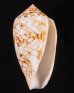 アクアタガヤサンミナシ (仮称) Conus textile aquatafig.1