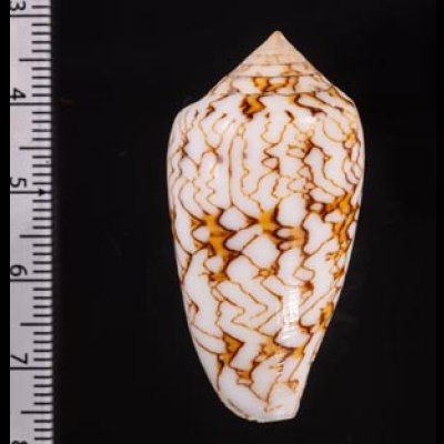 アクアタガヤサンミナシ (仮称) Conus textile aquatafig.2
