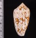 アクアタガヤサンミナシ (仮称) Conus textile aquatafig.2