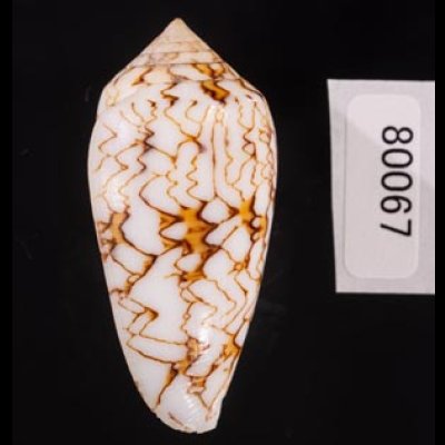 アクアタガヤサンミナシ (仮称) Conus textile aquatafig.3