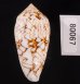 アクアタガヤサンミナシ (仮称) Conus textile aquatafig.3