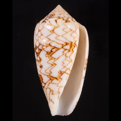 アクアタガヤサンミナシ (仮称) Conus textile aquatafig.1