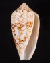 アクアタガヤサンミナシ (仮称) Conus textile aquatafig.1