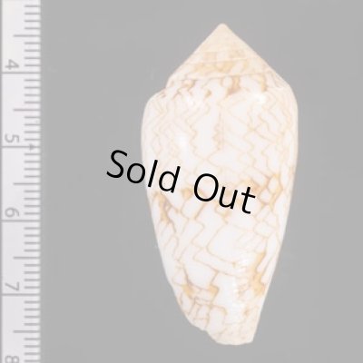 アクアタガヤサンミナシ (仮称) Conus textile aquatafig.2