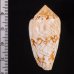 アクアタガヤサンミナシ (仮称) Conus textile aquatafig.2