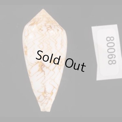 アクアタガヤサンミナシ (仮称) Conus textile aquatafig.3